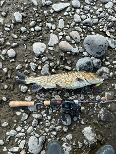 ニゴイの釣果