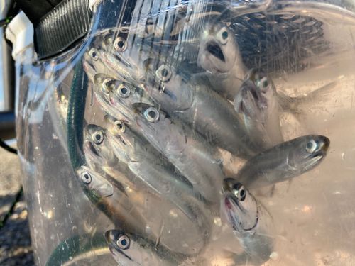 カタクチイワシの釣果