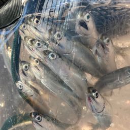 カタクチイワシ