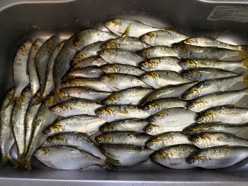 コノシロの釣果