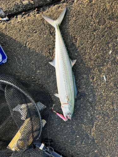 サゴシの釣果