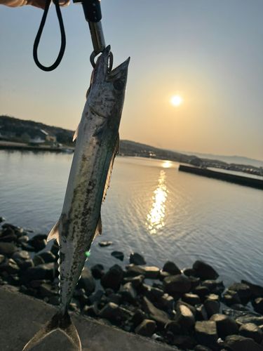 サゴシの釣果