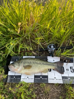 ラージマウスバスの釣果