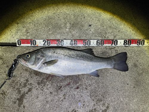 ヒラスズキの釣果