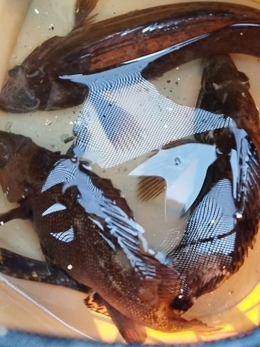 アイナメの釣果