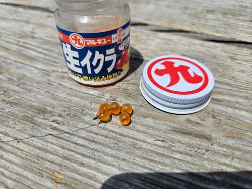 トラウトサーモンの釣果