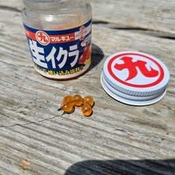 トラウトサーモン