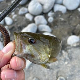 スモールマウスバス