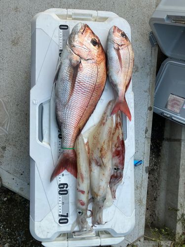 マダイの釣果