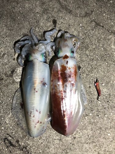アオリイカの釣果
