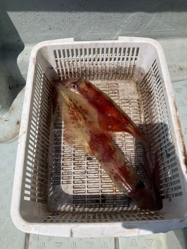 ケンサキイカの釣果