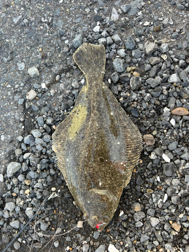 茨城県で釣れたハゼの釣り・釣果情報 - アングラーズ | 釣果600 茨城県で釣れたハゼの釣り・釣果情報 - アングラーズ | 釣果600