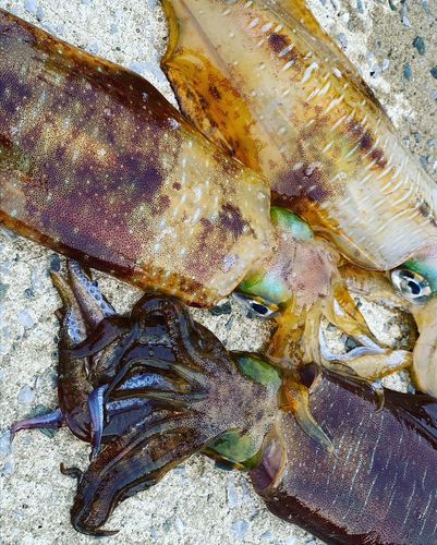 アオリイカの釣果