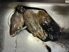 コウイカの釣果