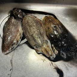 コウイカ