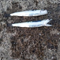 カタクチイワシ