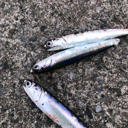 カタクチイワシ