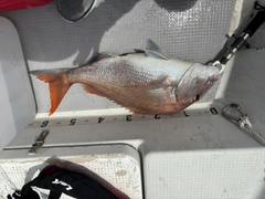 タイの釣果
