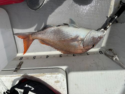 タイの釣果