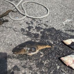 クロガシラガレイ