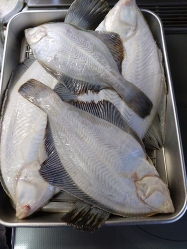 マコガレイの釣果