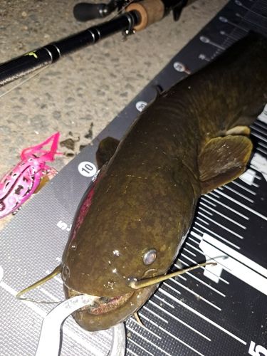 ナマズの釣果