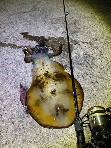 アオリイカの釣果