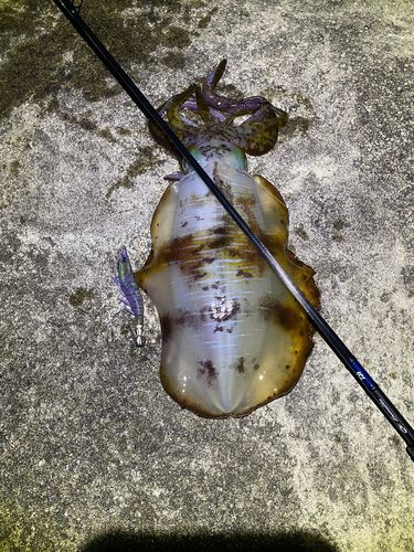 アオリイカの釣果