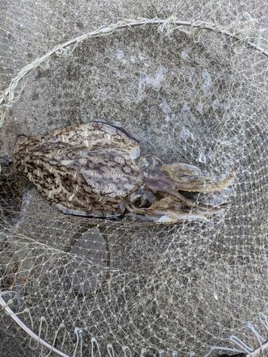 コウイカの釣果