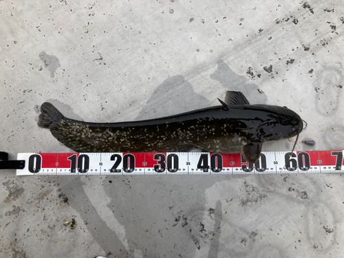 ナマズの釣果
