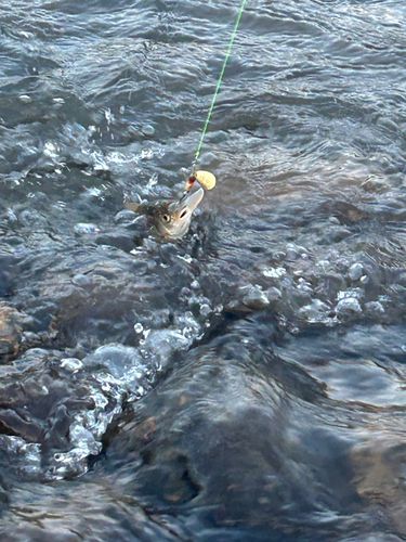 ウグイの釣果