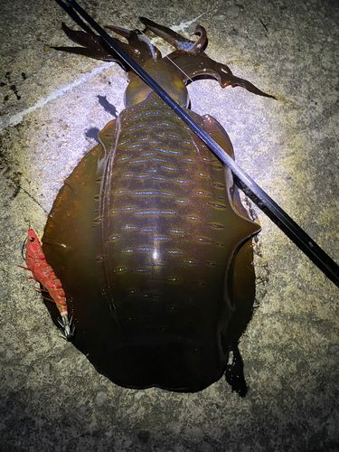 アオリイカの釣果
