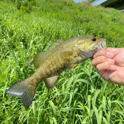 スモールマウスバス