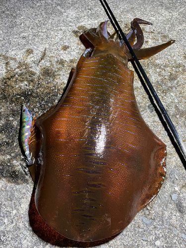 アオリイカの釣果
