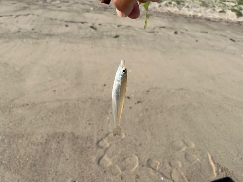 キスの釣果