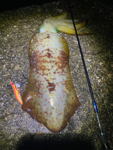 アオリイカの釣果