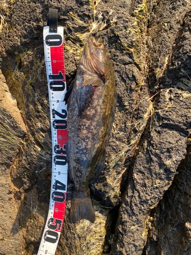 アブラコの釣果