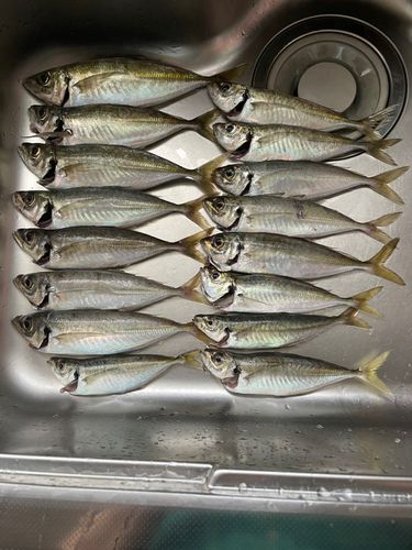 アジの釣果