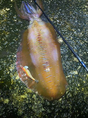 アオリイカの釣果
