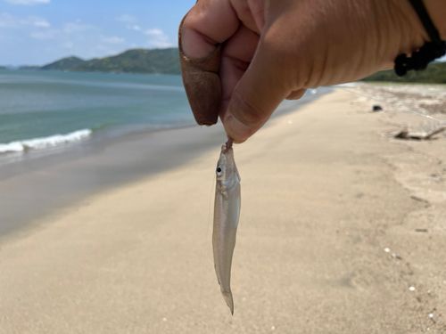 キスの釣果