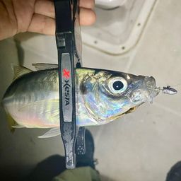 マアジ