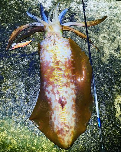 アオリイカの釣果