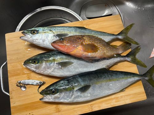フクラギ