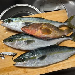 フクラギ