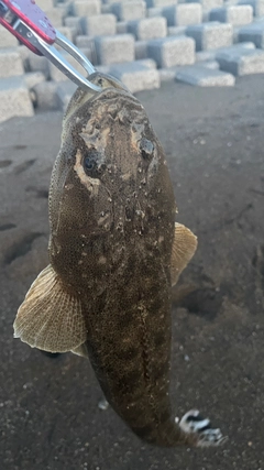 マゴチの釣果