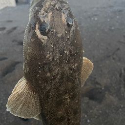マゴチ