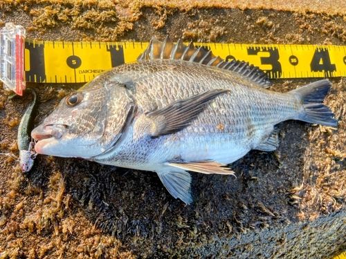 チヌの釣果