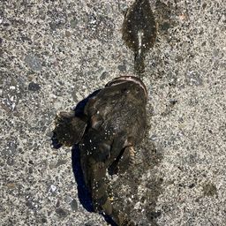 カジカ