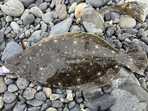 ソゲの釣果