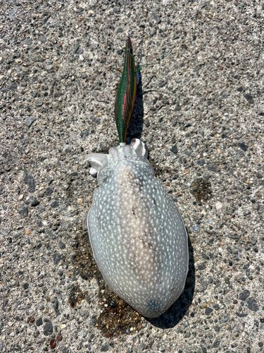 シリヤケイカの釣果